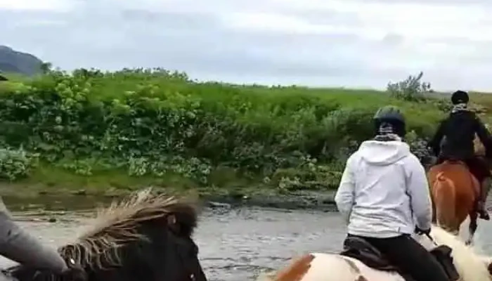 Nupshestar   Hestaferdir Myndskeid - Selfoss