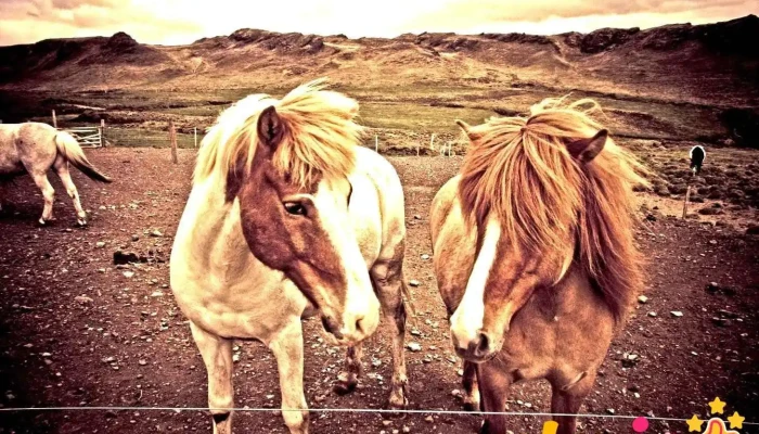 Nupshestar   Hestaferdir Reiðþjonusta - Selfoss