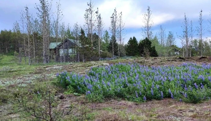 Orlofshus Vid Ulfljotsvatn Hvernig A Að Komast þangað - Ísland