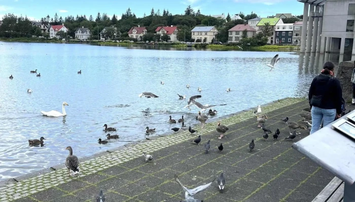 Othekkti Embaettismadurinn   Magnus Thomasson Numer - Reykjavík