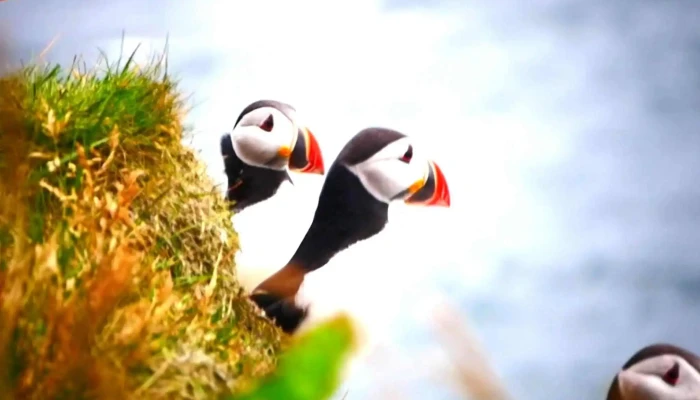 Puffins Of Westman Isles -  Athugasemdir - Vestmannaeyjabær