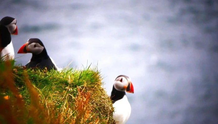 Puffins Of Westman Isles -  Aætlun - Vestmannaeyjabær