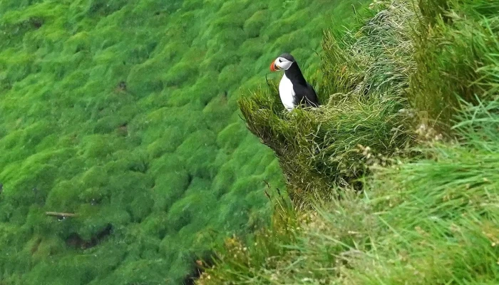 Puffins Of Westman Isles -  Myndbond - Vestmannaeyjabær