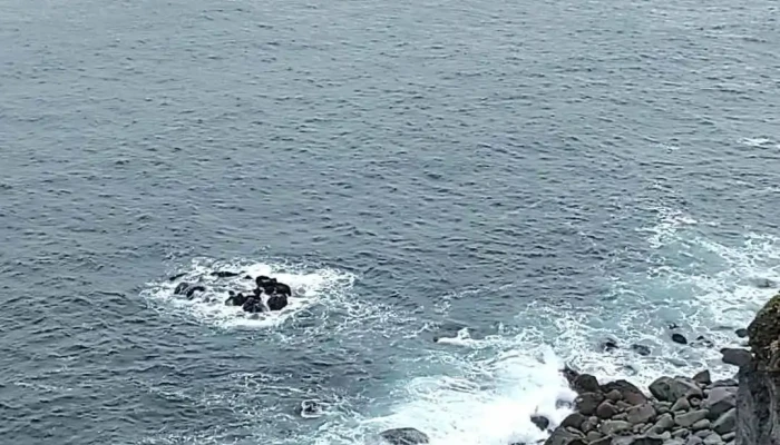 Puffins Of Westman Isles -  Myndskeid - Vestmannaeyjabær