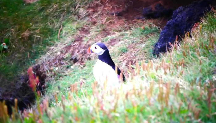 Puffins Of Westman Isles -  Numer - Vestmannaeyjabær