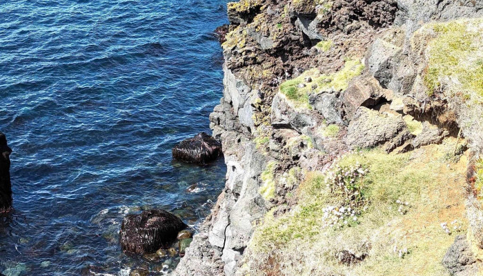 Puffins Of Westman Isles -  Vestmannaeyjabær - Vestmannaeyjabær