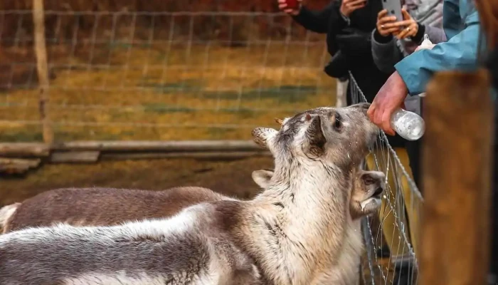 Reindeer Park -  Dýragarður - Fellabær