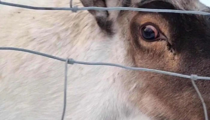 Reindeer Park -  Myndskeid - Fellabær