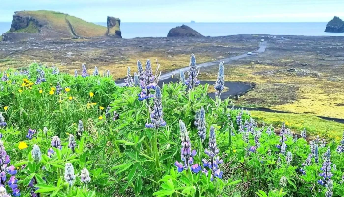 Reykjanes -  Nalægt Mer - Iceland