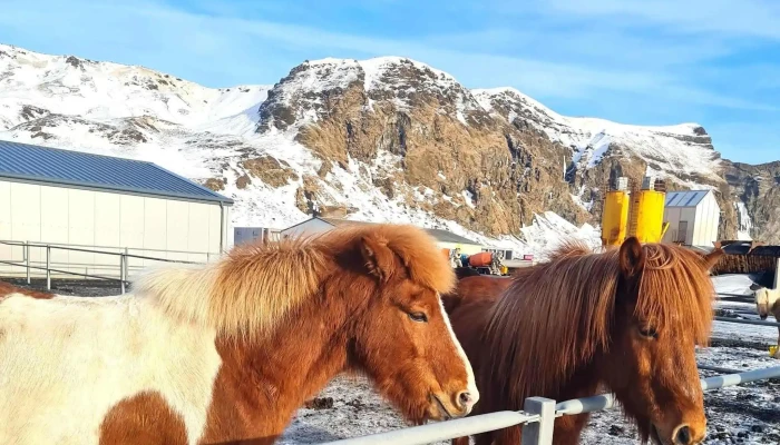 Reykjavik Sightseeing -  Heimilisfang - Reykjavík