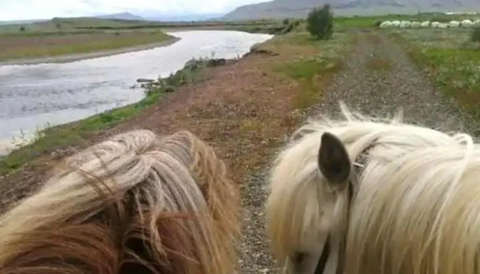 Riding Tours South Iceland -  Fra Eiganda - Hruni