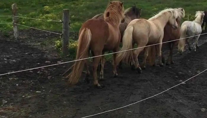 Riding Tours South Iceland -  Myndskeid - Hruni