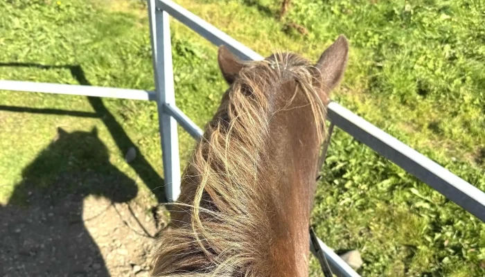 Riding Tours South Iceland -  Safn - Hruni
