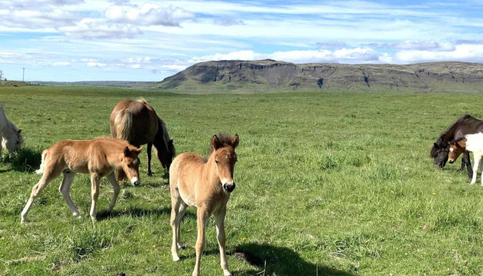 Riding Tours South Iceland -  Verð - Hruni