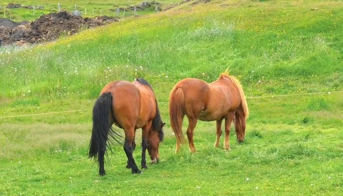 Safari Horse Rental -  Kynning - Mývatn
