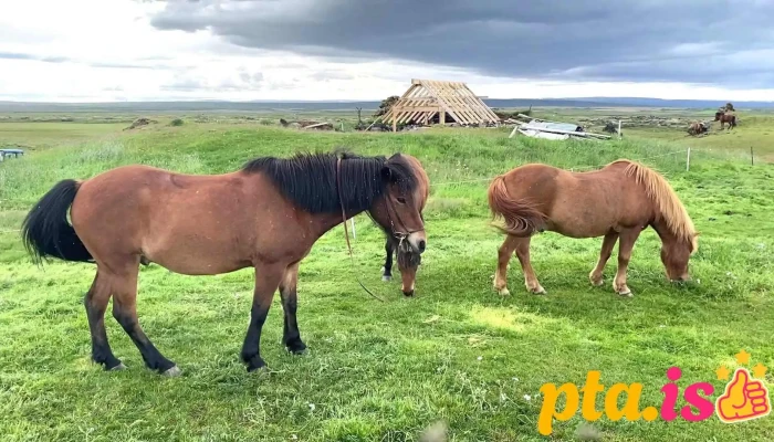Safari Horse Rental -  Myndskeid - Mývatn