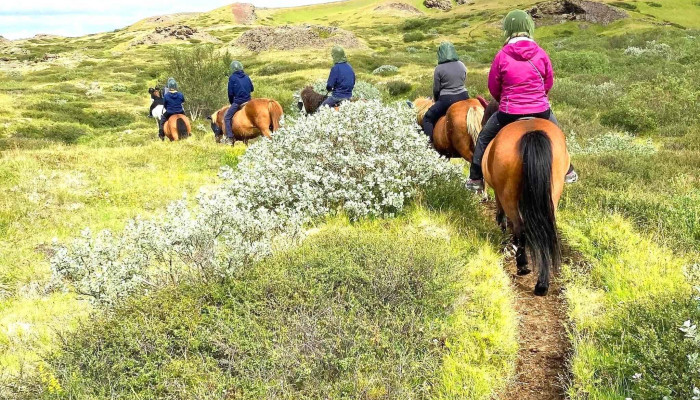 Safari Horse Rental -  Nalægt Mer - Mývatn