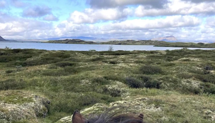 Safari Horse Rental -  Opið Nuna - Mývatn