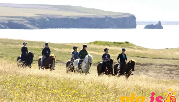 Saltvík Horse Rental - 85
