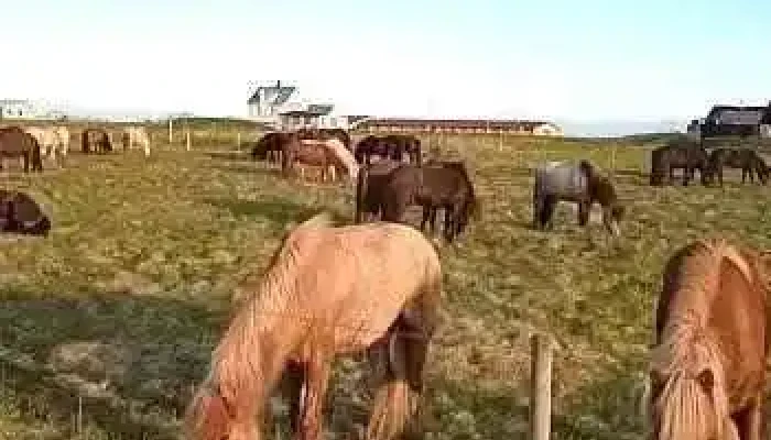 Sandgerdi Myndskeid - Sandgerði