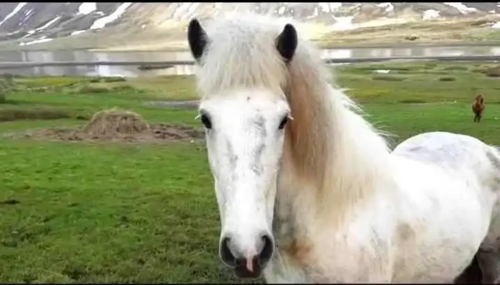 Siglufjordur Tjaldsvaedi Fra Gestum - Siglufjörður