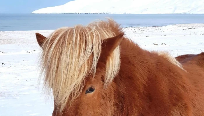 Skagafjordur Athugasemdir - Iceland