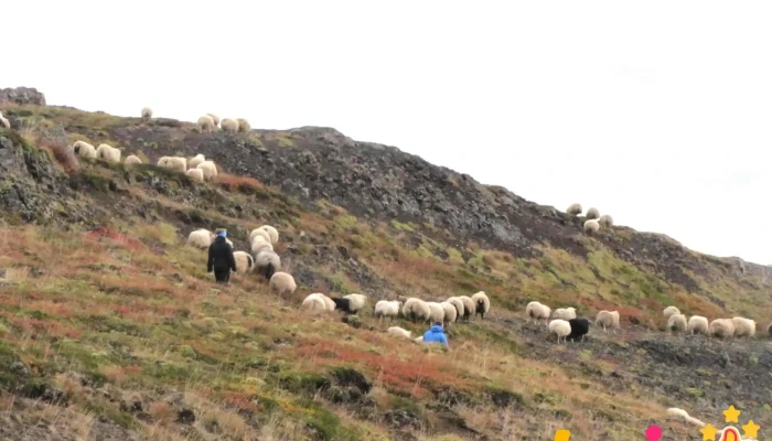 Skogar I Thorskafirdi Fjall - Kinnarstaðir