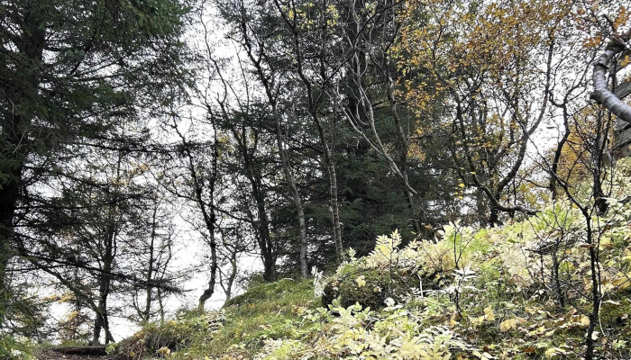 Skogarreitur Kirkjubæjarklaustur - Kirkjubæjarklaustur