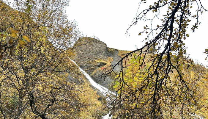 Skogarreitur Kynning - Kirkjubæjarklaustur