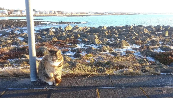 Skolpdaelustod Numer - Reykjavík
