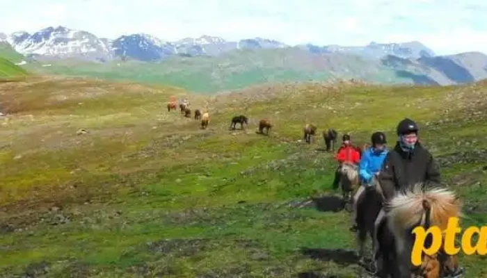 Skorrahestar - Hestaleiga og gisting - Neskaupstaður