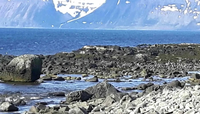 Skotufjordur Kynning - Iceland