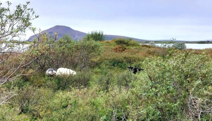 Skutustadagigar Myndir - Skútustaðir