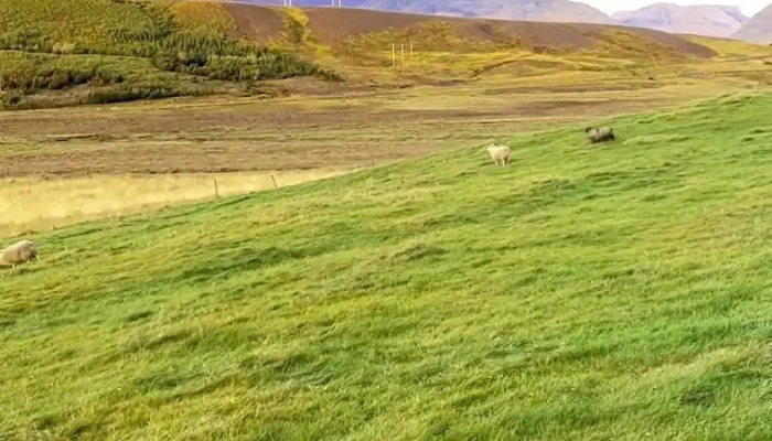 Snaefellsnes Farmhouse Myndskeid - Grundarfjörður