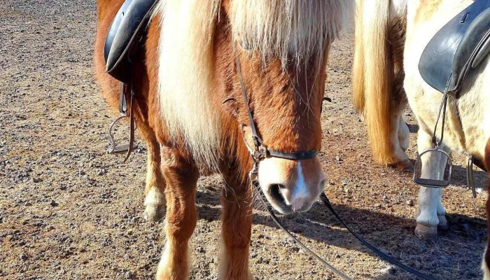 Solhestar Horse rental Reykjavik - 110 Reykjavík
