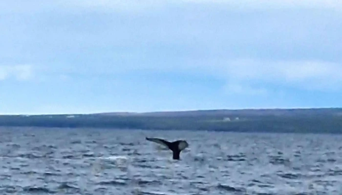 Sölkusiglingat - Húsavík