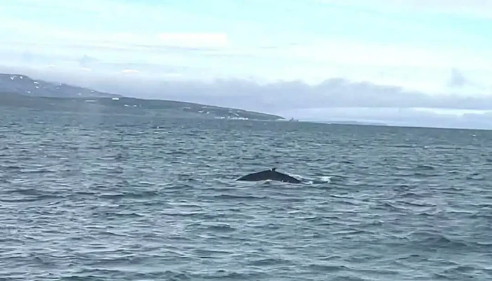 Special Tours Akureyri -  Akureyri 3 - Akureyri
