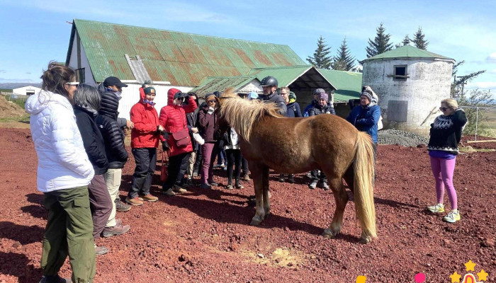 Thor Hestar Riding Tours - 805 Selfoss