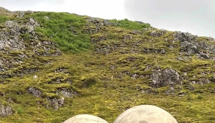 Tvísöngur - Seyðisfjörður