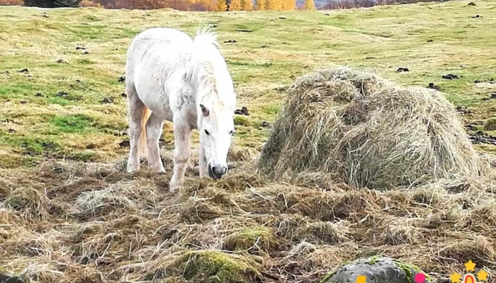 Uthlid   The Farm Landbunaður - 7ggx+w2h