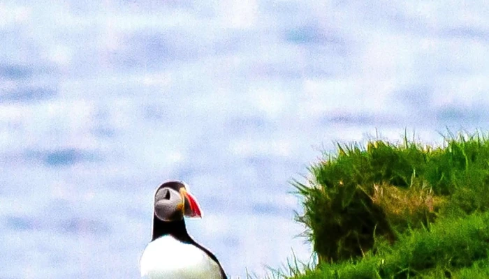 Vestmannaeyjar -  Hvar - Iceland