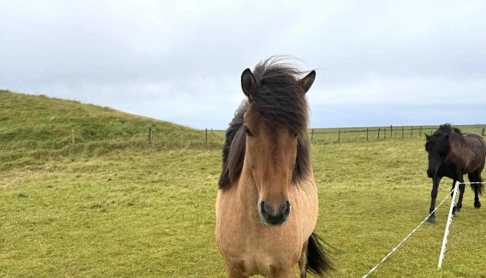 Vestra Fiflholt Svæði - Akureyjarvegur