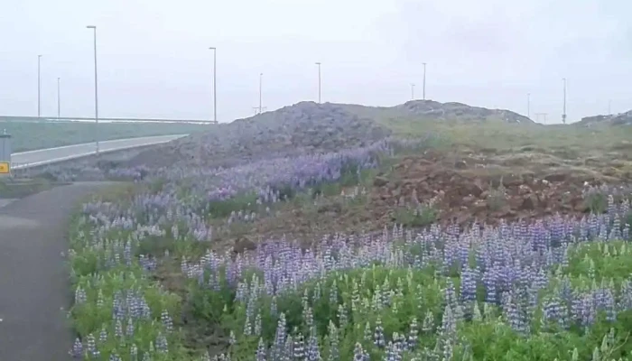 Vogaafleggjari -  Myndskeid - Iceland