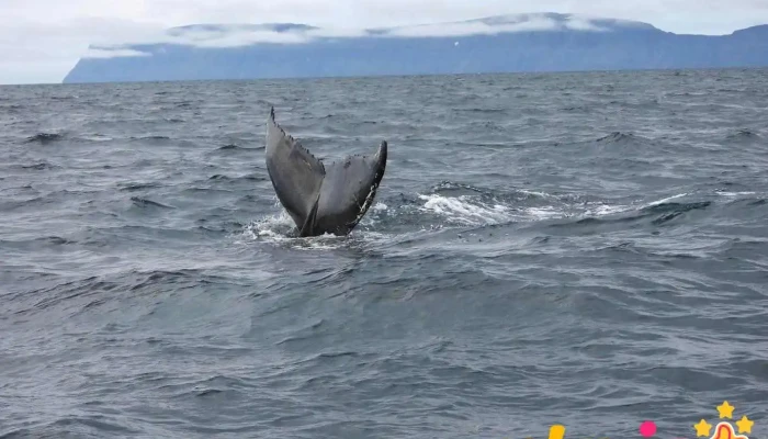 Westfjords Safari - Ísafjörður