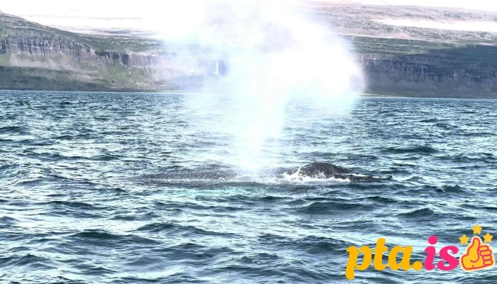 Westfjords Safari -  Myndskeid - Ísafjörður