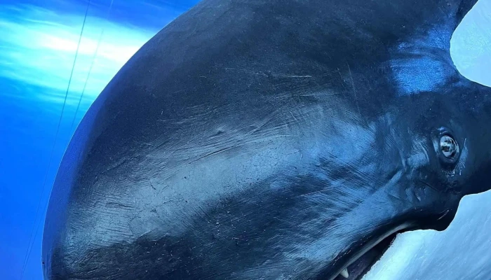 Whales Of Iceland -  Aætlun - Reykjavík
