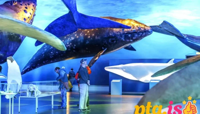 Whales Of Iceland -  Fra Eiganda - Reykjavík