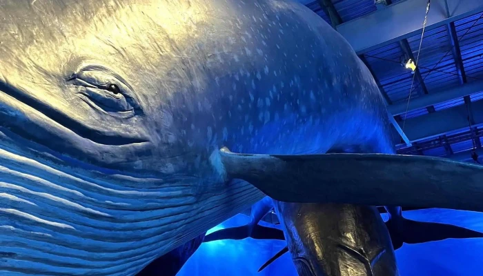 Whales Of Iceland -  Myndir - Reykjavík
