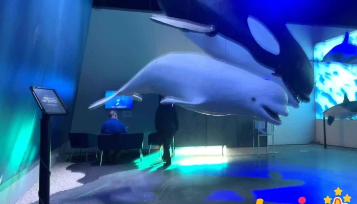 Whales Of Iceland -  Myndskeid - Reykjavík