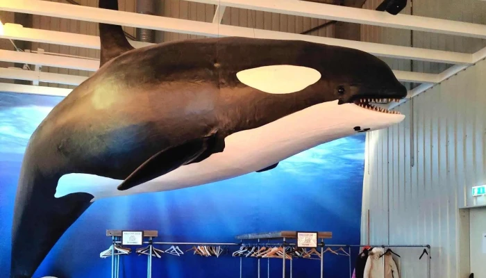 Whales Of Iceland -  Numer - Reykjavík